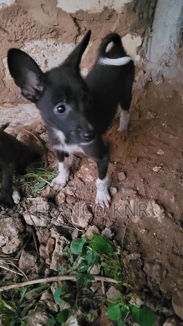 1-3 months Male Mixed Breed Dog - thumbnail 10
