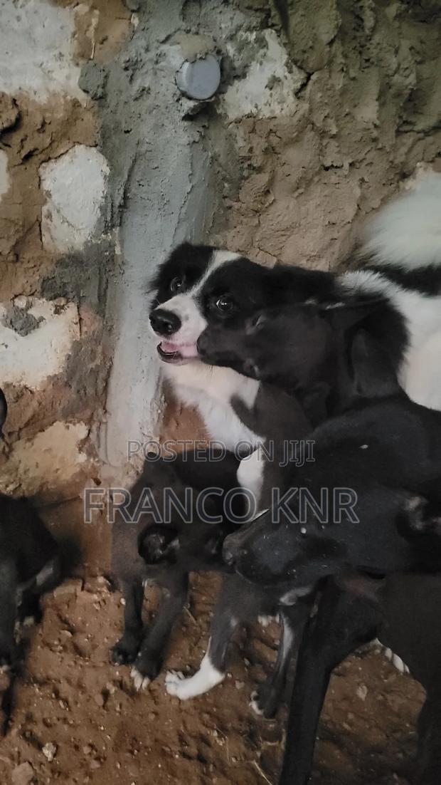1-3 months Male Mixed Breed Dog - thumbnail 12