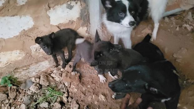 1-3 months Male Mixed Breed Dog - thumbnail 13