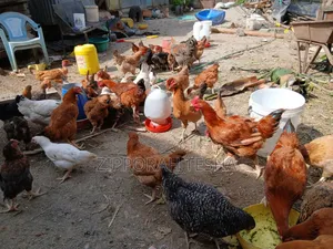 Hen of the Farm
