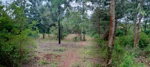 One Acre on Sale at Kirinyaga -Kimbimbi