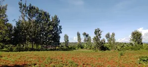 Half an Acre on Sale at Kirinyaga
