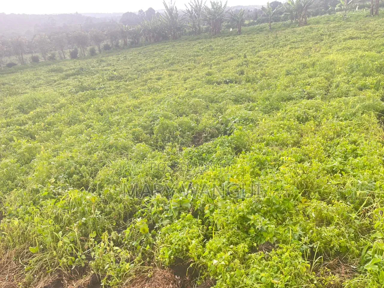 Plot for Sale Next to Brooks Lodge