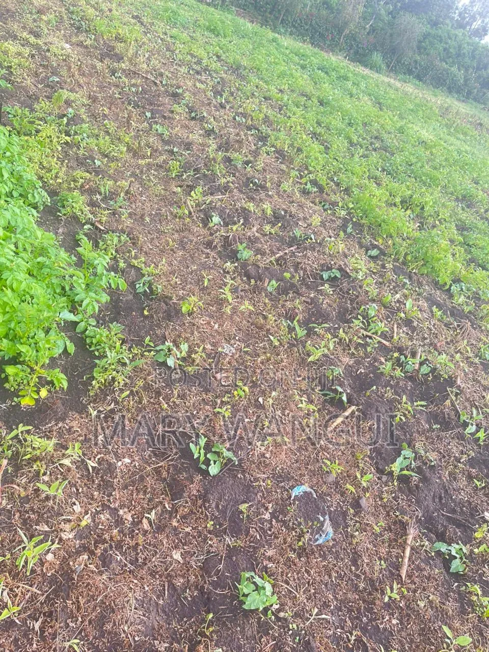 Plot for Sale Next to Brooks Lodge