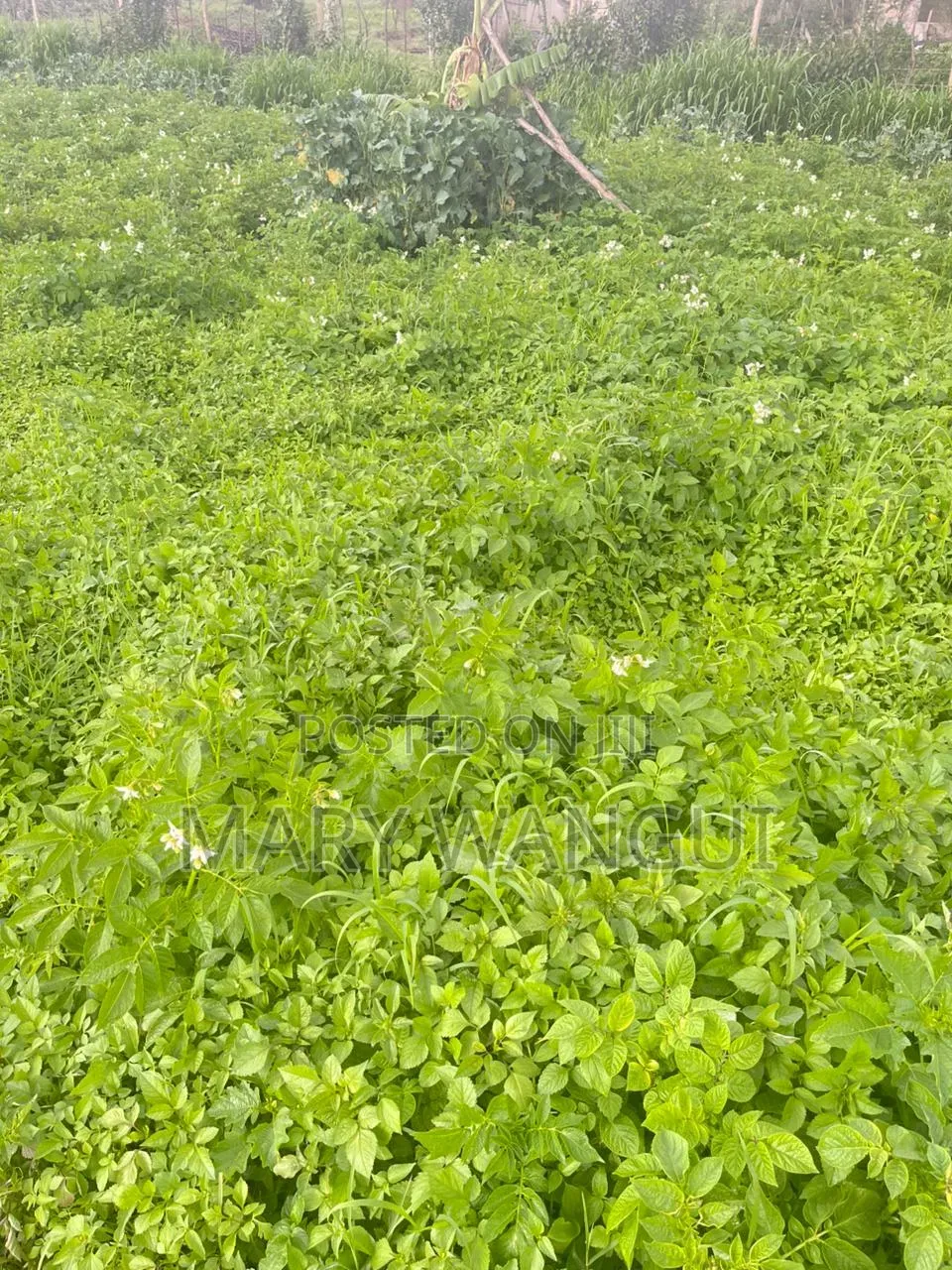 Plot for Sale Next to Brooks Lodge