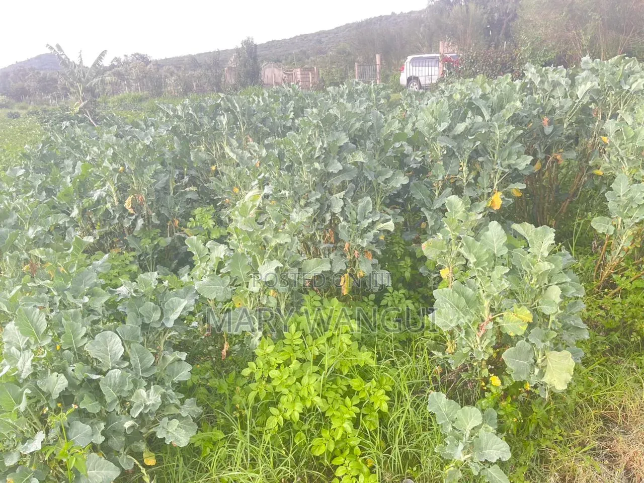 Plot for Sale Next to Brooks Lodge