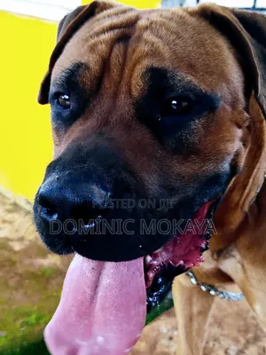 6-12 months Male Purebred Boerboel
