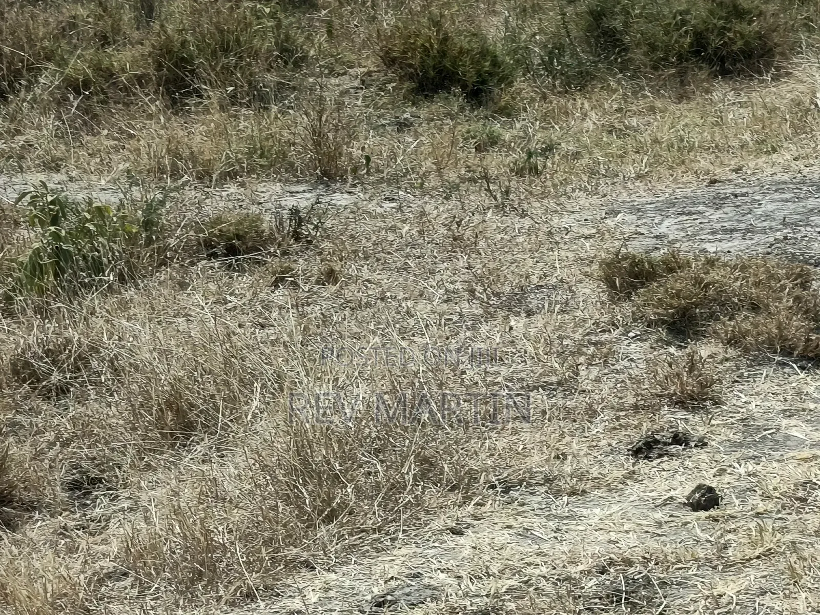 Mutalia Phase 2 Plots