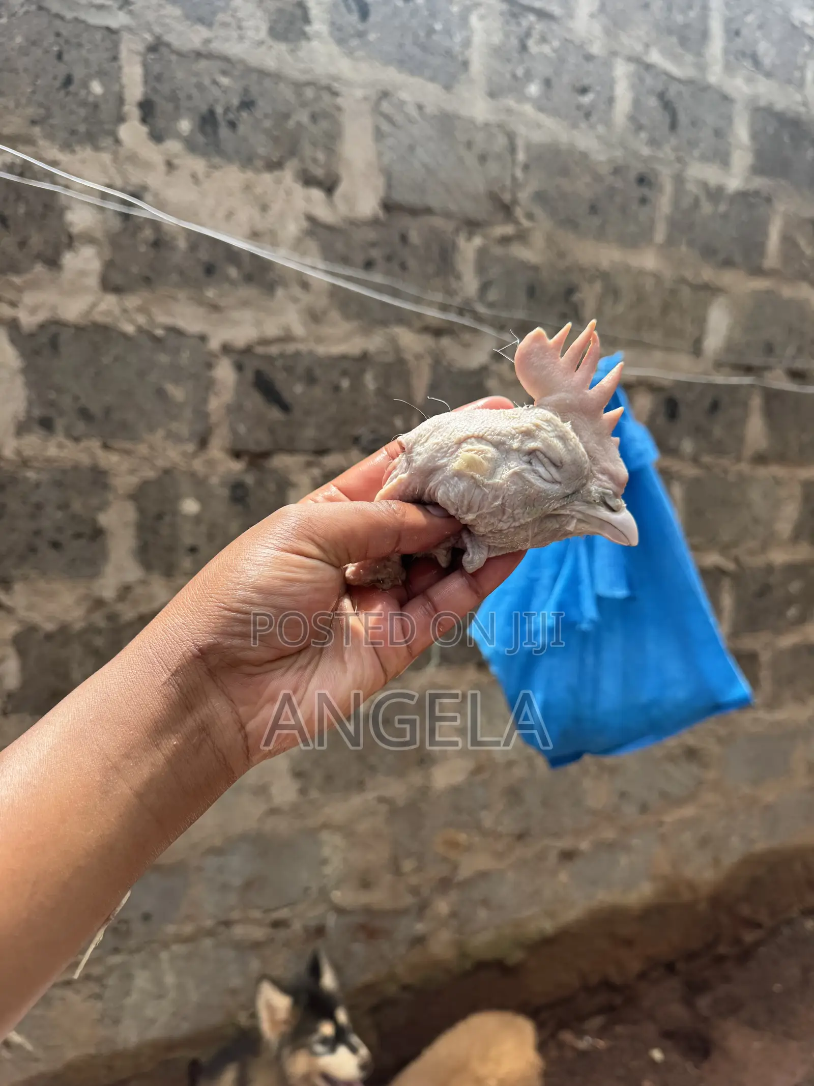Fresh Chicken Heads