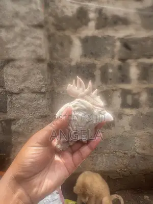 Fresh Chicken Heads