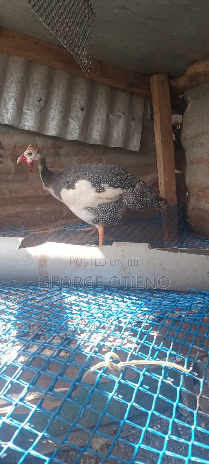 Guinea Fowls