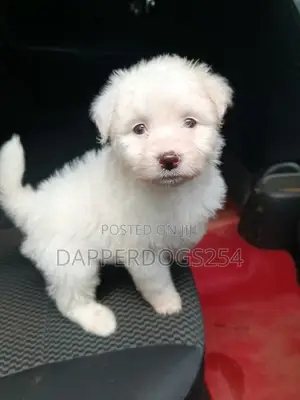 1-3 months Male Purebred Maltese