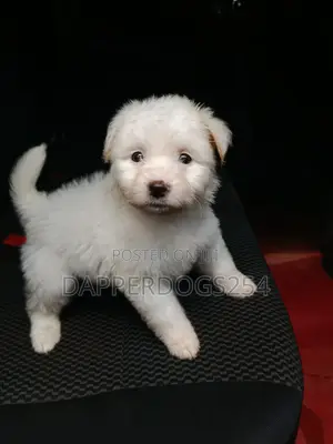 1-3 months Male Purebred Maltese