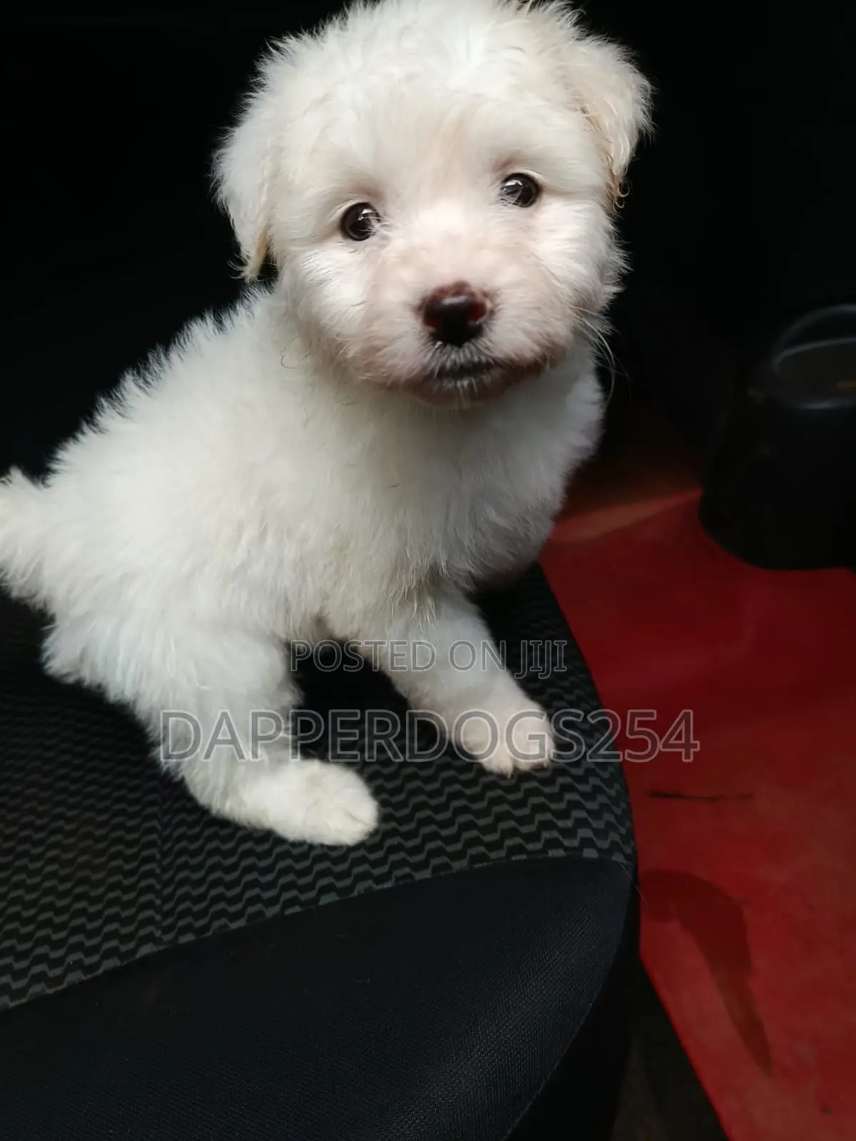 1-3 months Male Purebred Maltese
