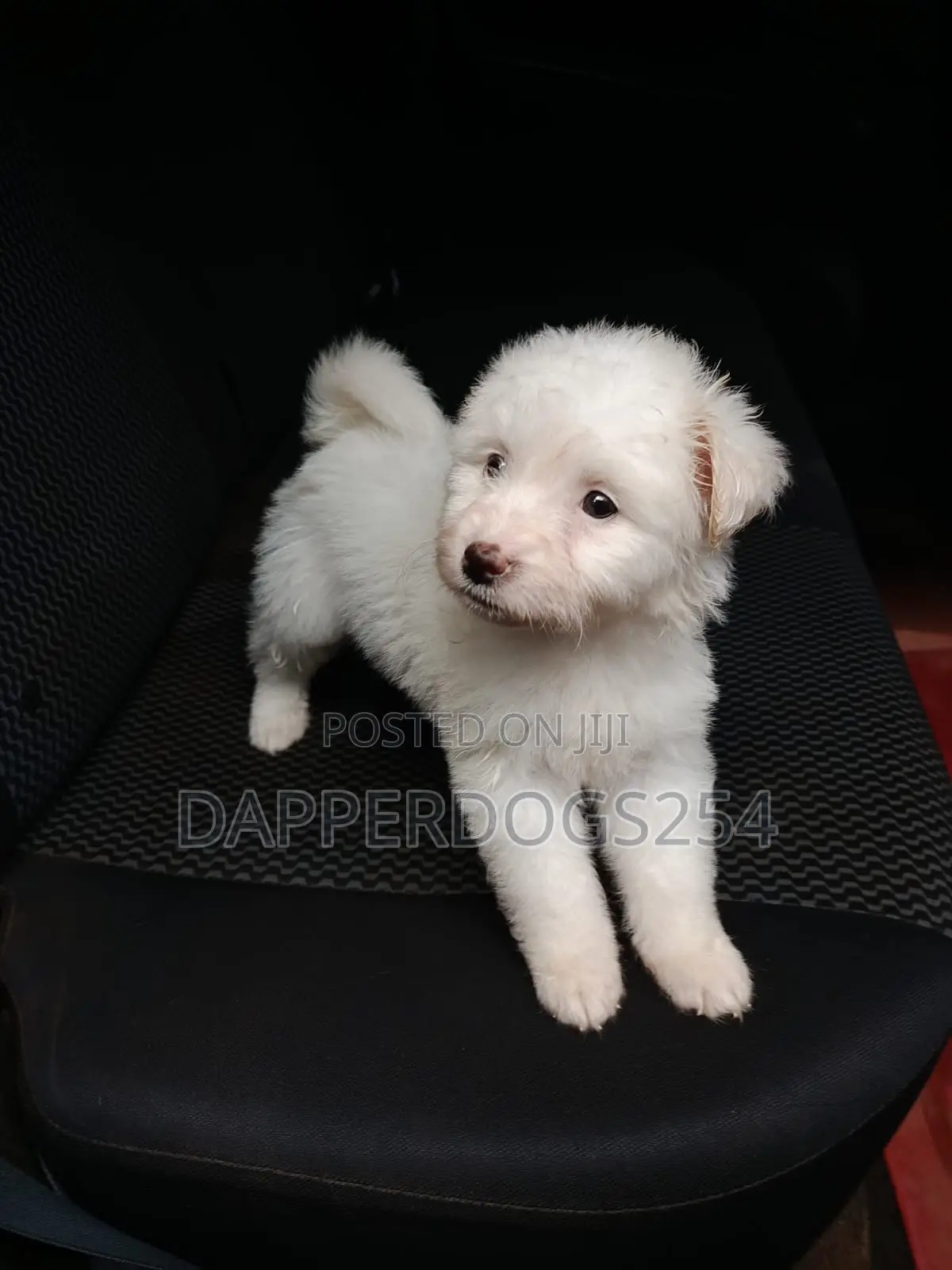 1-3 months Male Purebred Maltese