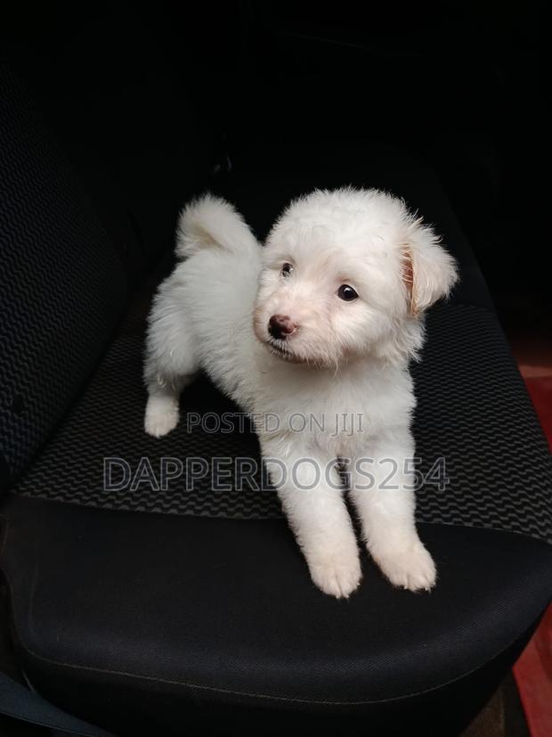 1-3 months Male Purebred Maltese - thumbnail 4
