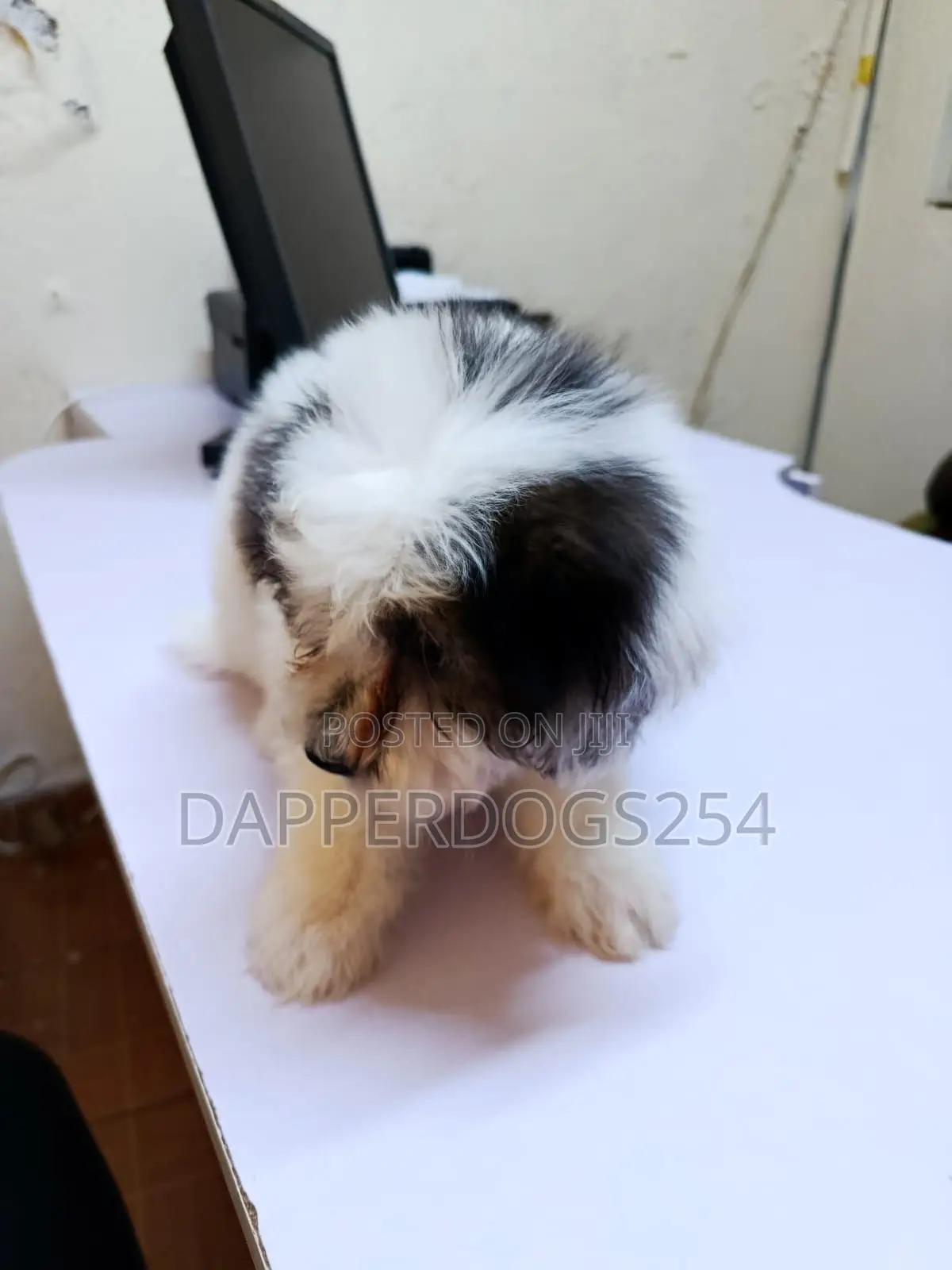 1-3 months Female Purebred Havanese