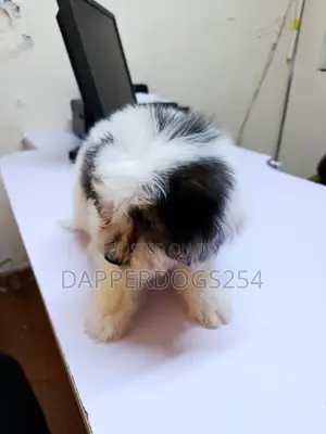 1-3 months Female Purebred Havanese