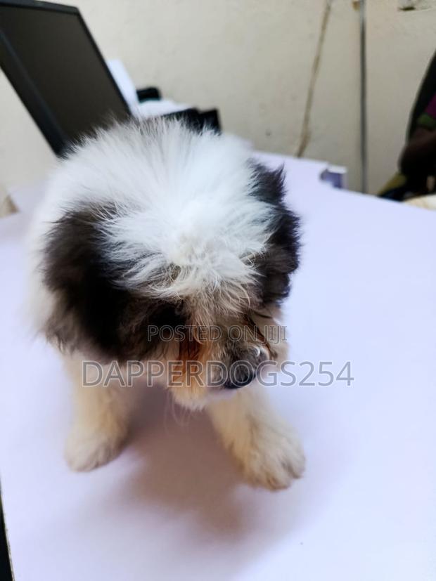 1-3 months Female Purebred Havanese