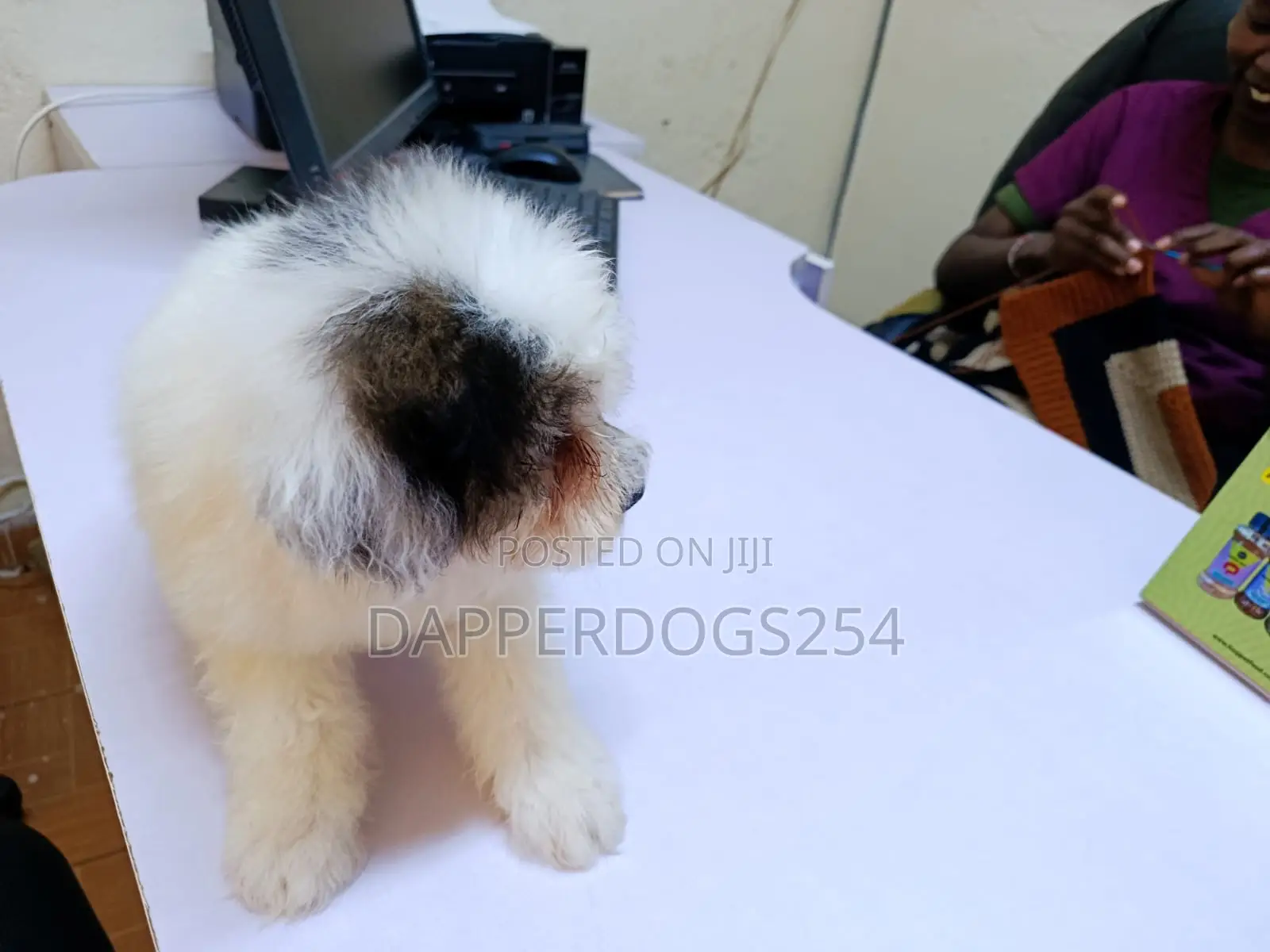 1-3 months Female Purebred Havanese