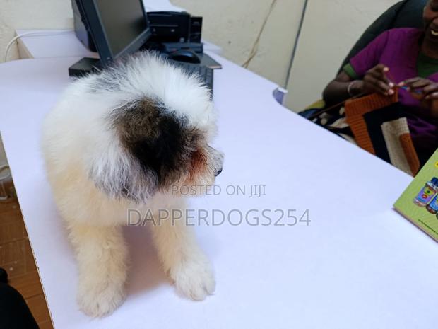 1-3 months Female Purebred Havanese - thumbnail 2