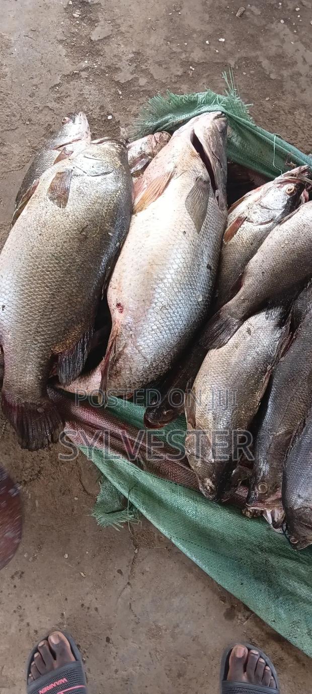 K.W.S Fish Supplies