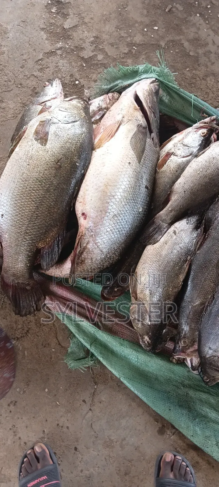 K.W.S Fish Supplies