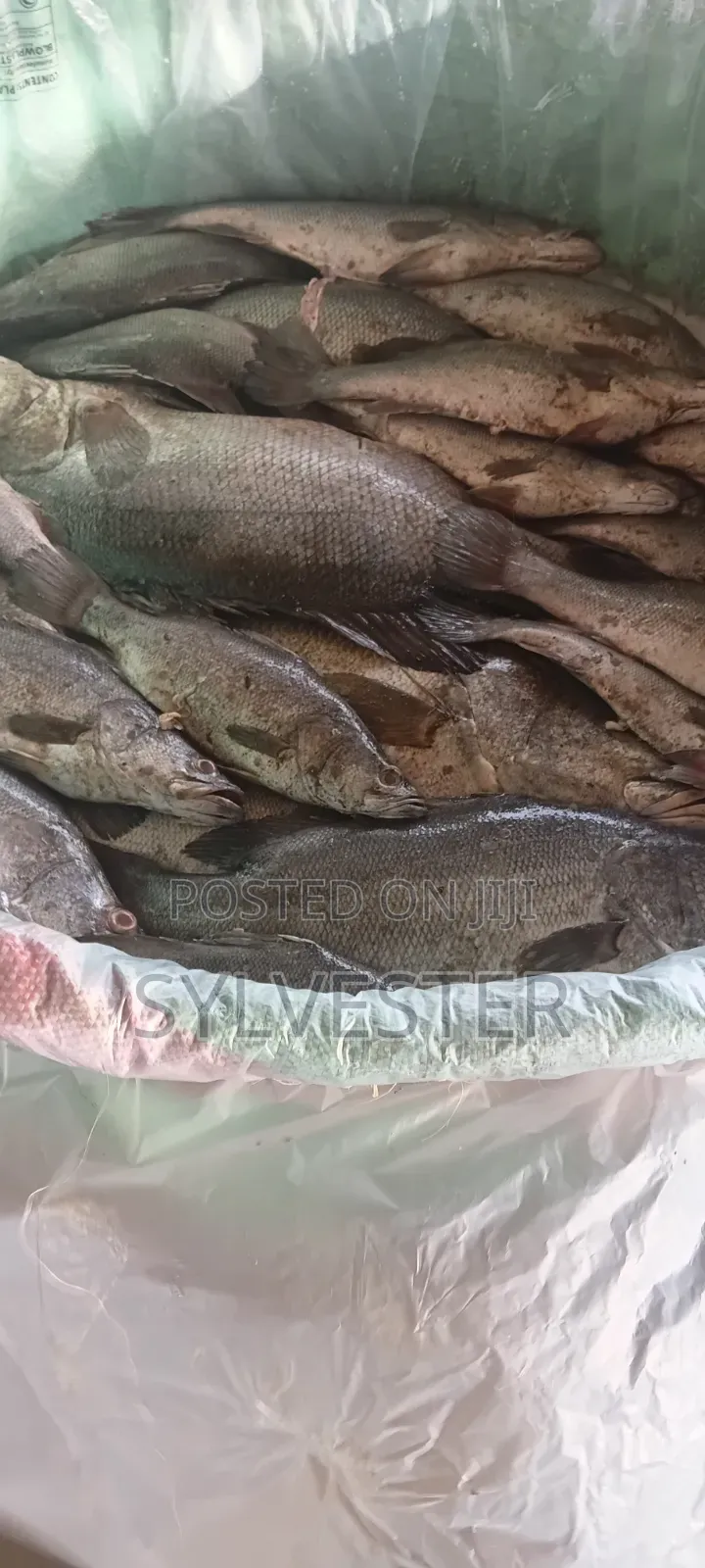 K.W.S Fish Supplies