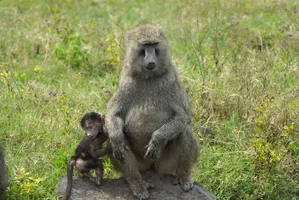 1 Day Lake Nakuru National Park Safari