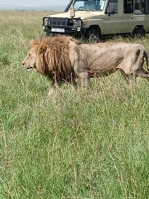 2 Days Masai Mara Private Safari