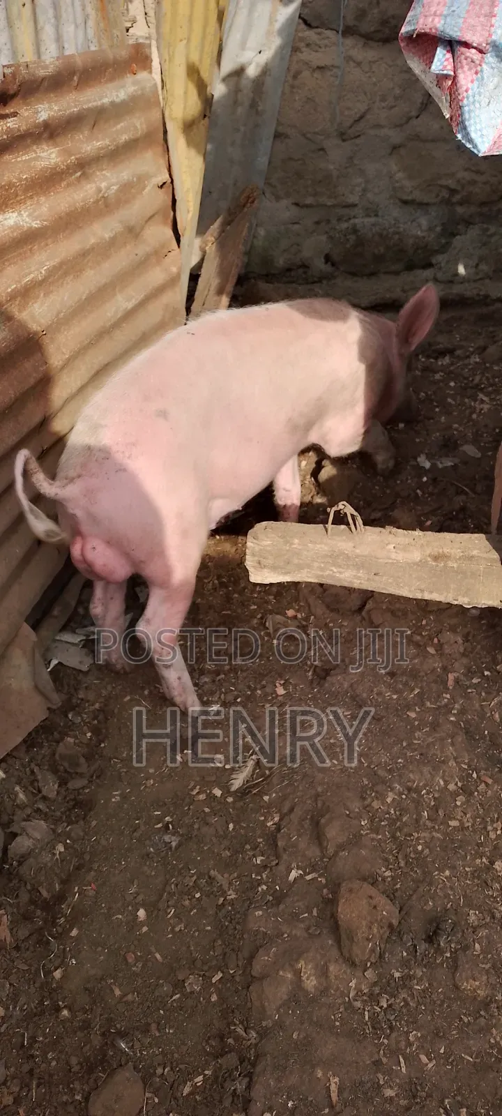 Pigs for Sale