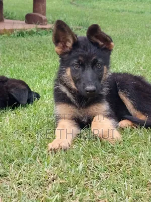 1-3 months Male Purebred German Shepherd