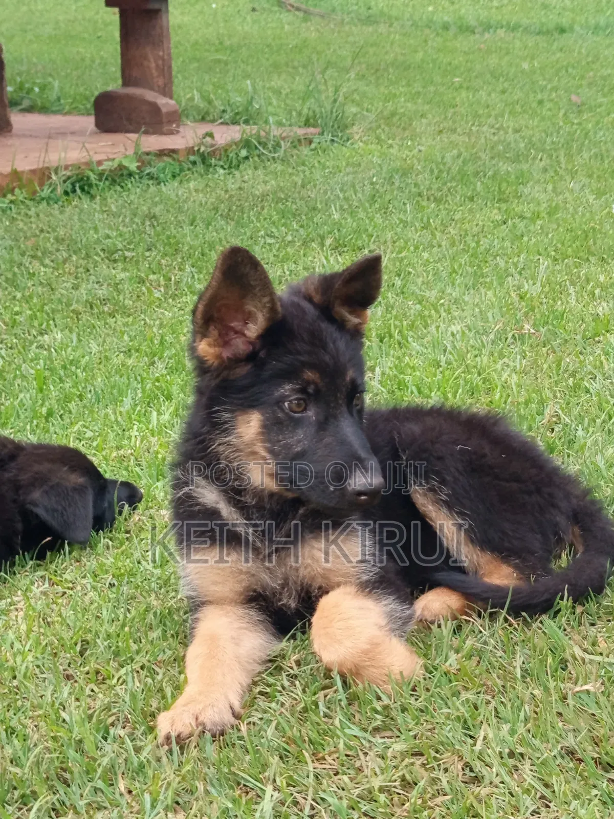 1-3 months Male Purebred German Shepherd