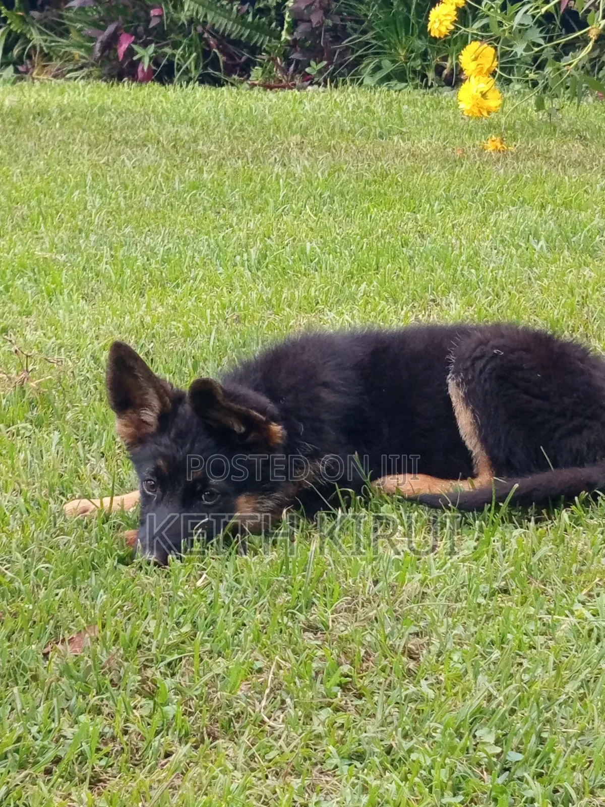 1-3 months Male Purebred German Shepherd