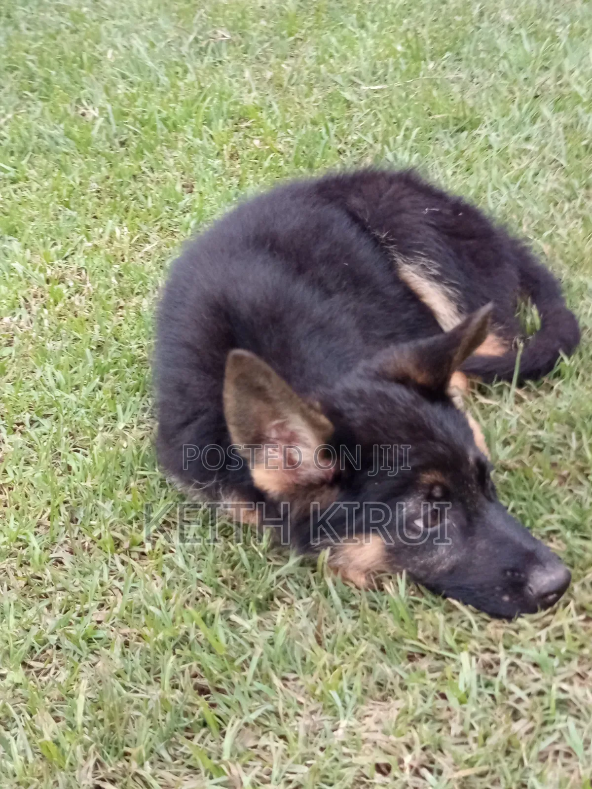 1-3 months Male Purebred German Shepherd