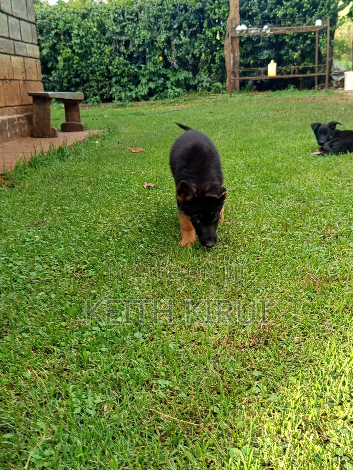 1-3 months Male Purebred German Shepherd