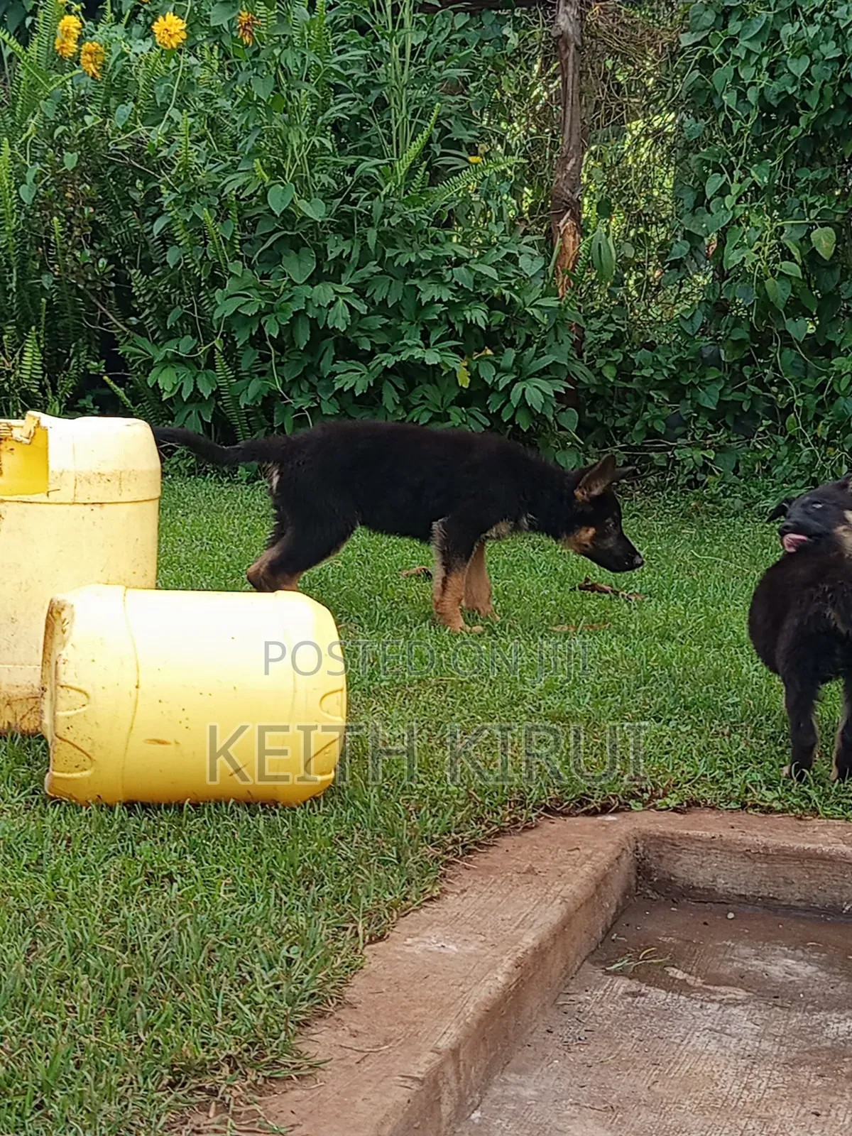 1-3 months Male Purebred German Shepherd