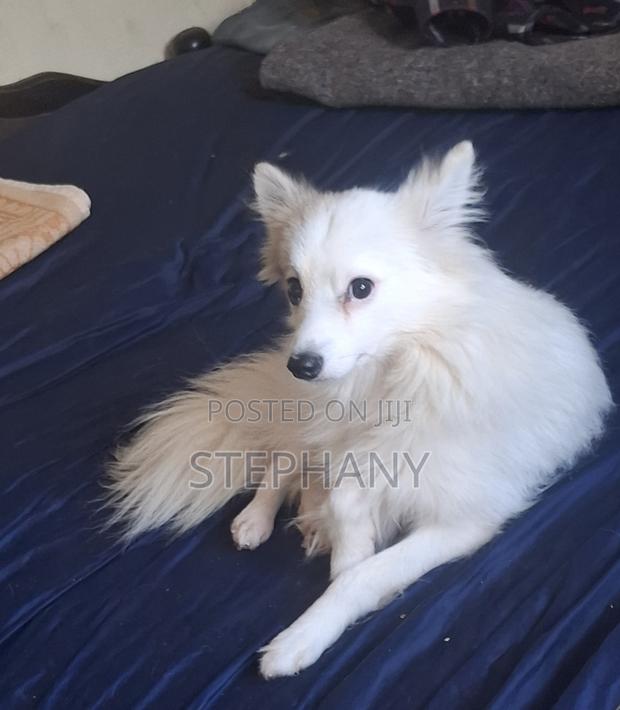 3-6 months Male Mixed Breed Japanese Spitz - main view