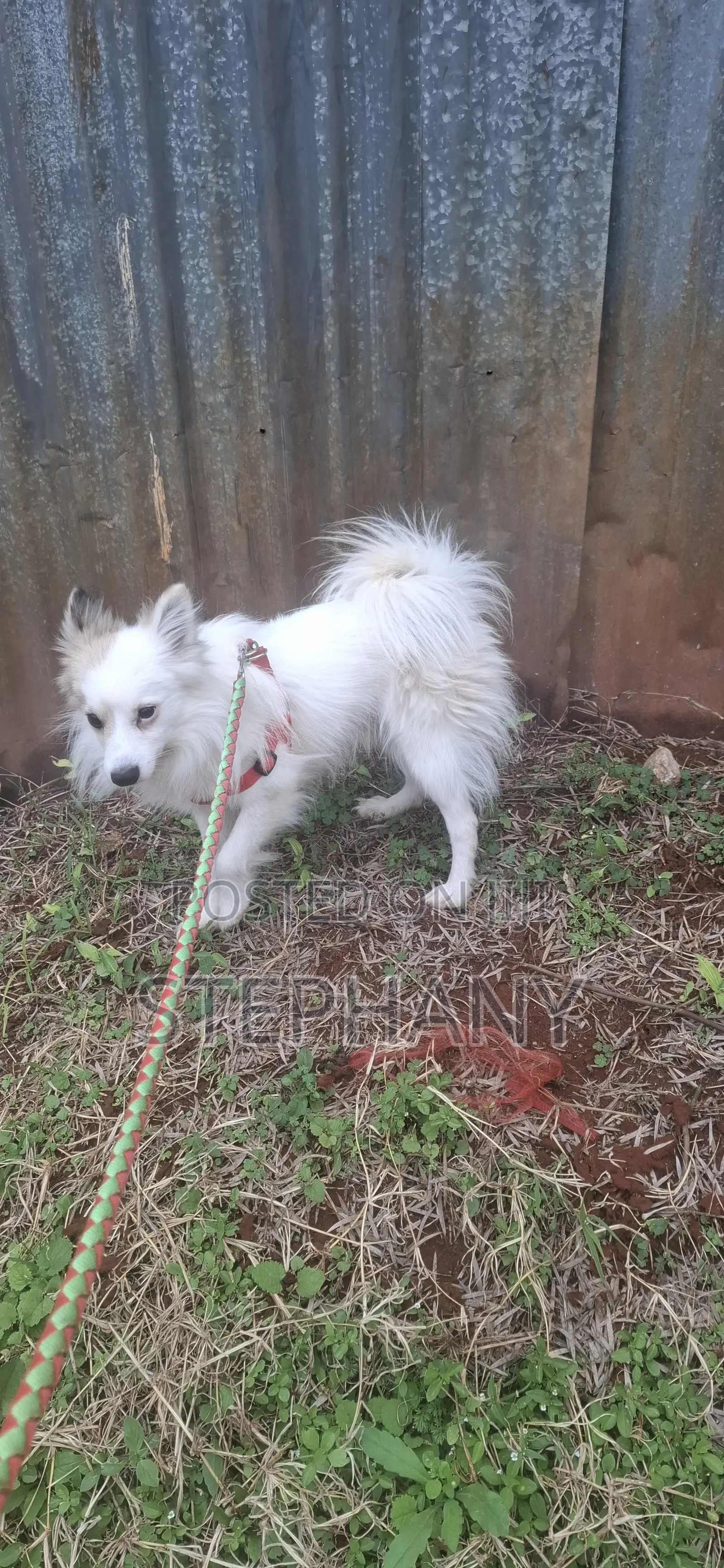 3-6 months Male Mixed Breed Japanese Spitz
