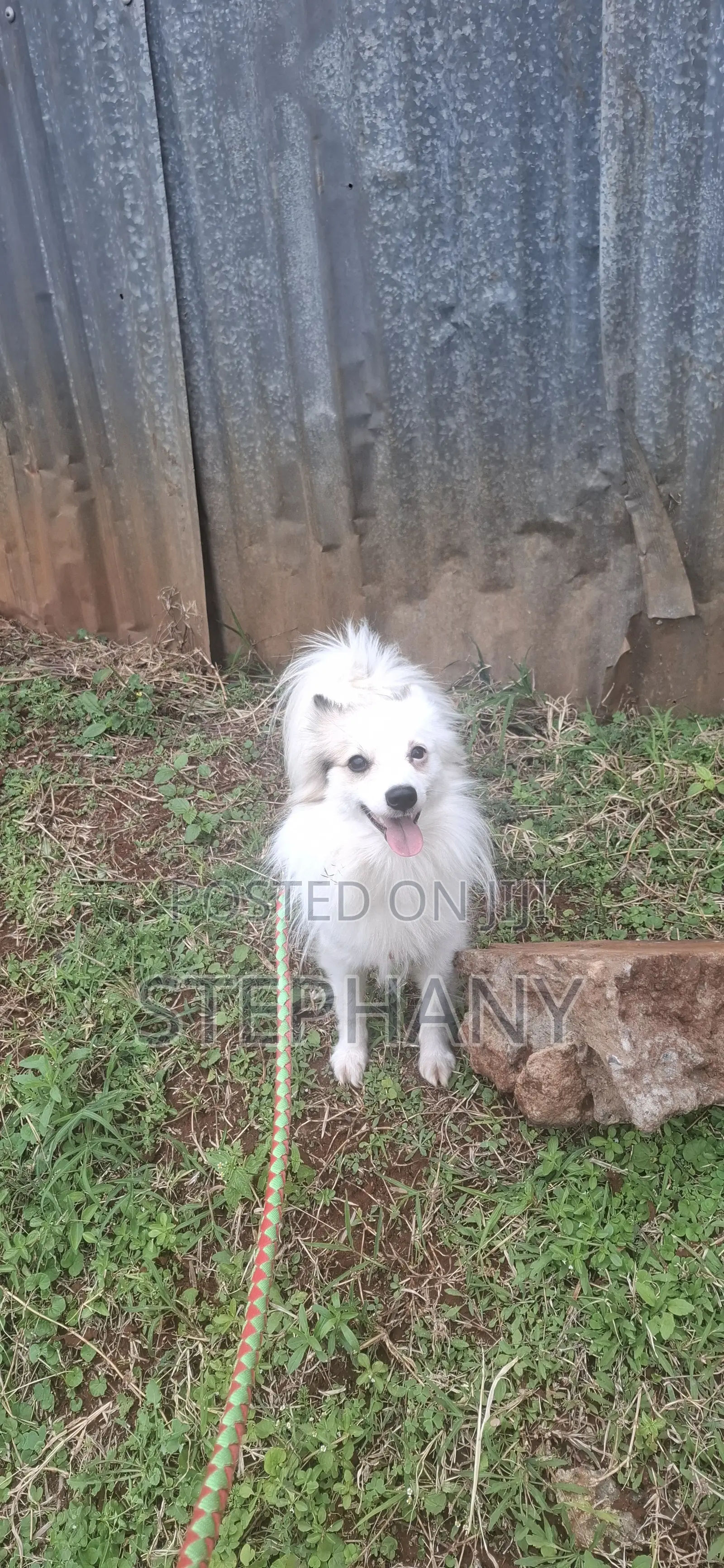 3-6 months Male Mixed Breed Japanese Spitz