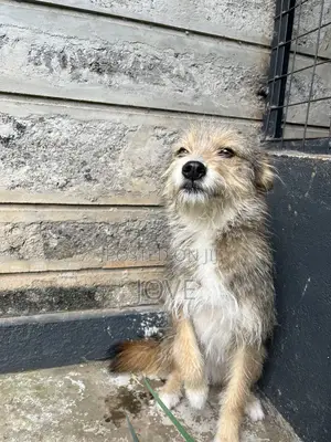 3-6 months Female Mixed Breed Jack Russell Terrier