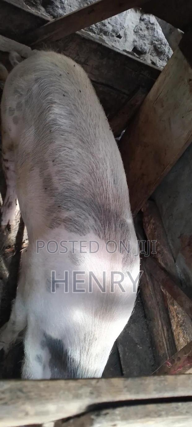 Pigs for Sale - thumbnail 2