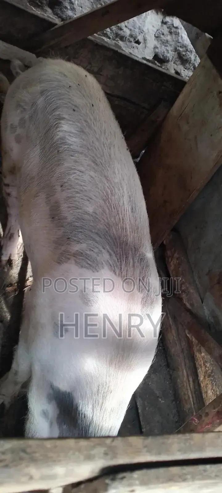 Pigs for Sale