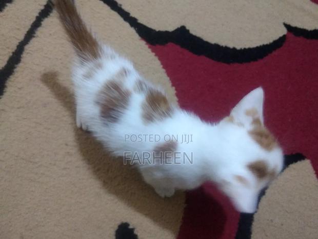 1-3 months Male Mixed Breed Turkish Angora