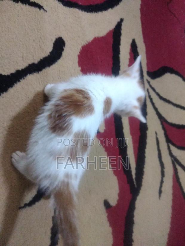 1-3 months Male Mixed Breed Turkish Angora - thumbnail 3