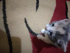 1-3 months Female Mixed Breed Cat
