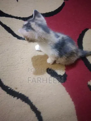 1-3 months Female Mixed Breed Cat