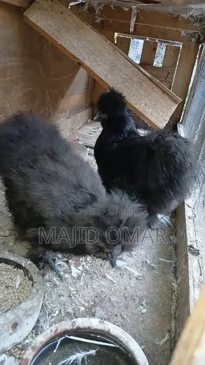 American Silky