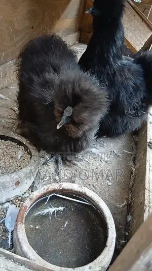 American Silky
