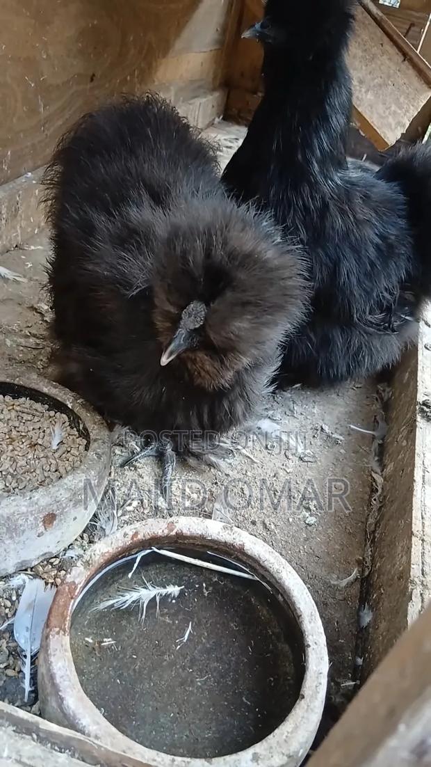 American Silky - thumbnail 2